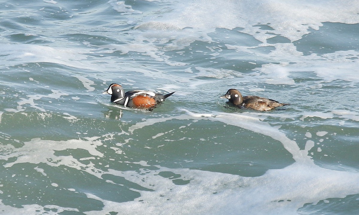 Harlequin Duck - ML407540851