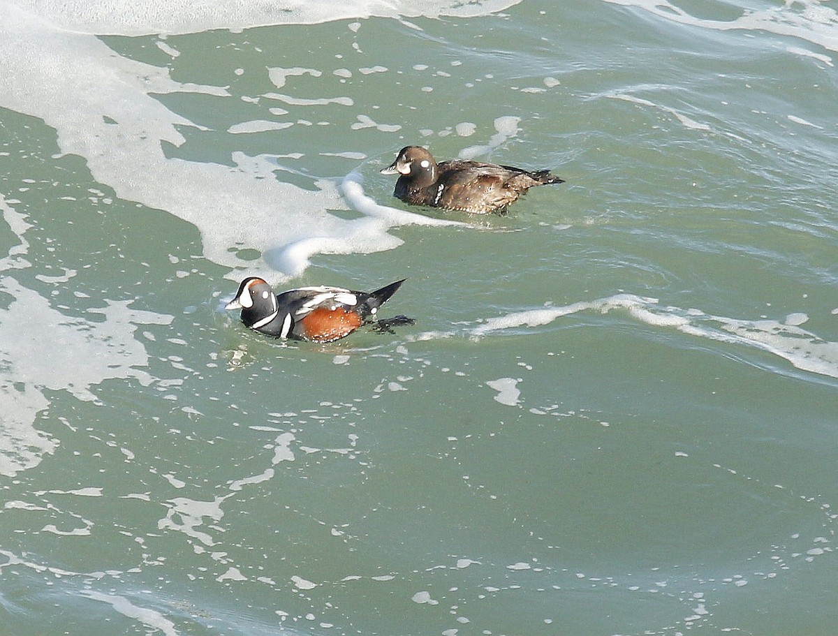 Harlequin Duck - ML407540861