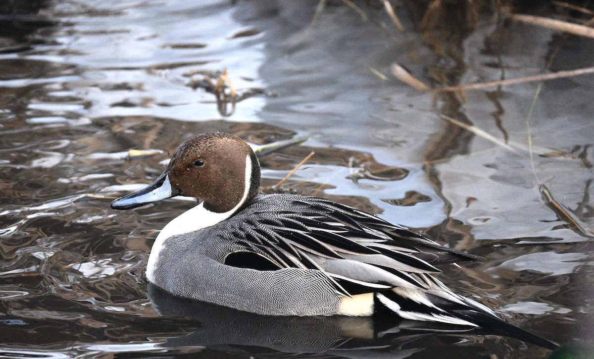 Northern Pintail - John G Woods