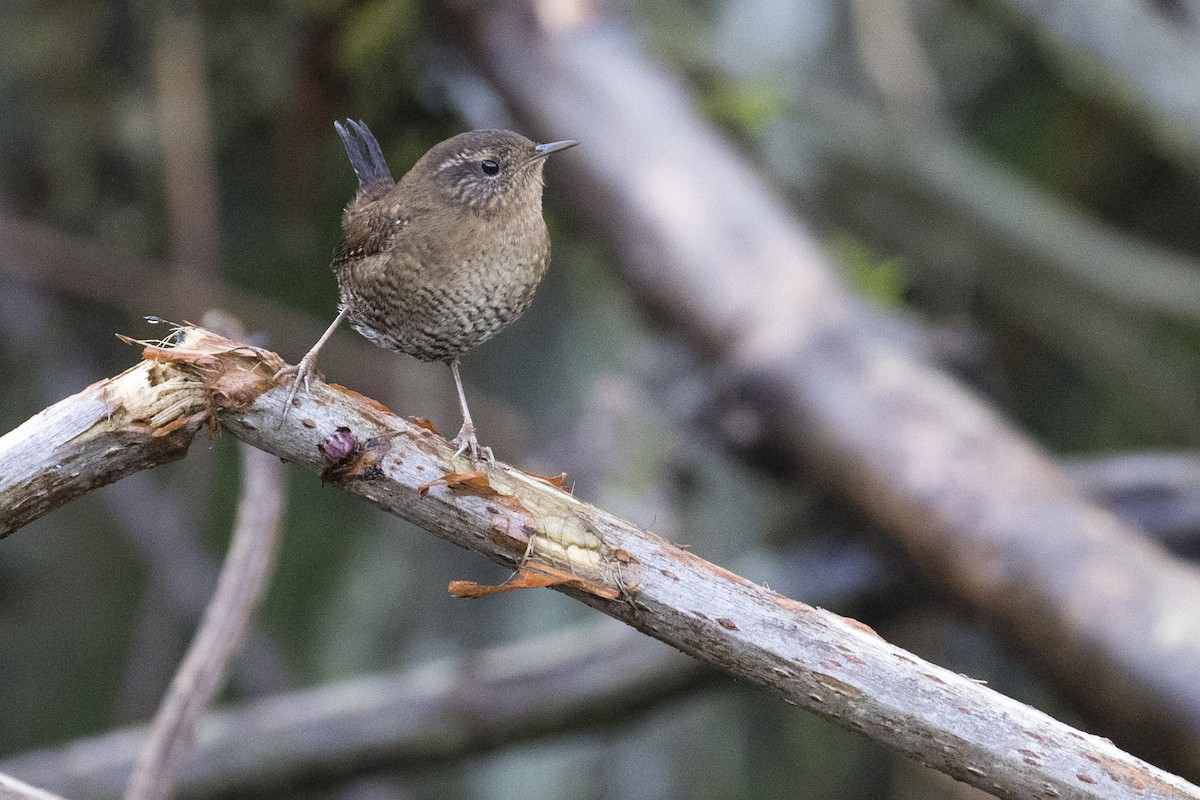 Pacific Wren - ML40754211