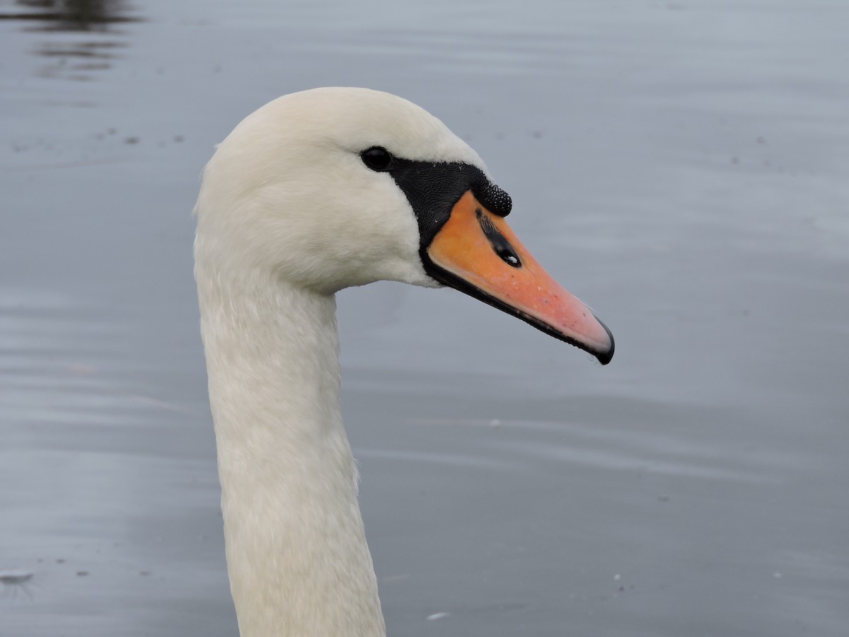 Cygne tuberculé - ML407542821