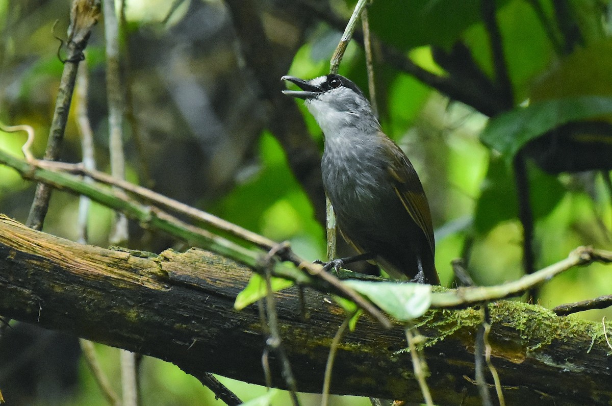 Black-browed Babbler - ML407543061