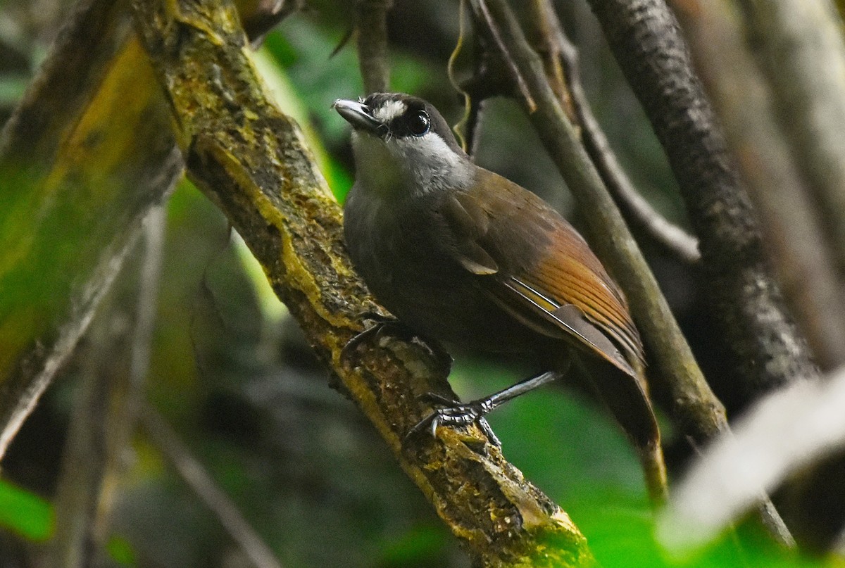 Black-browed Babbler - ML407543071