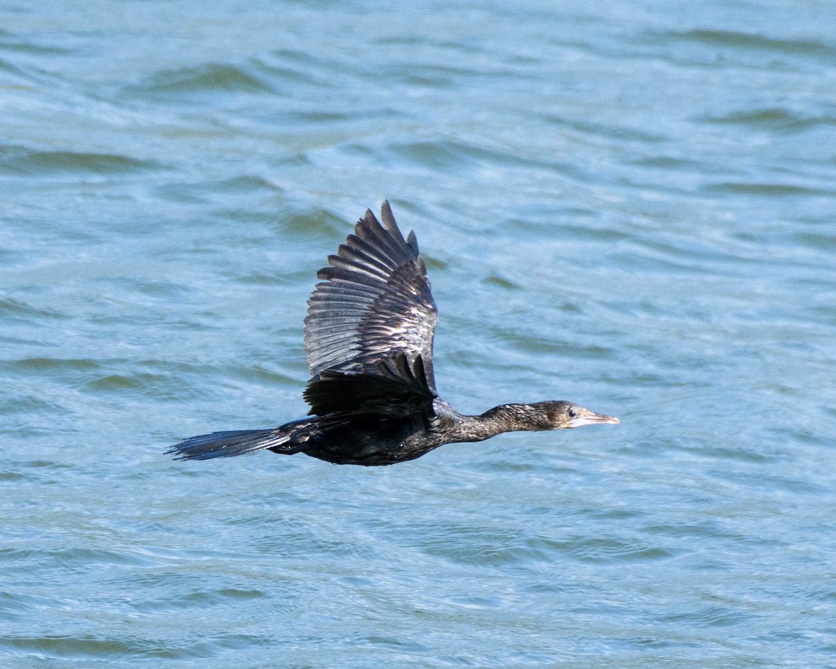 Little Cormorant - ML407543311