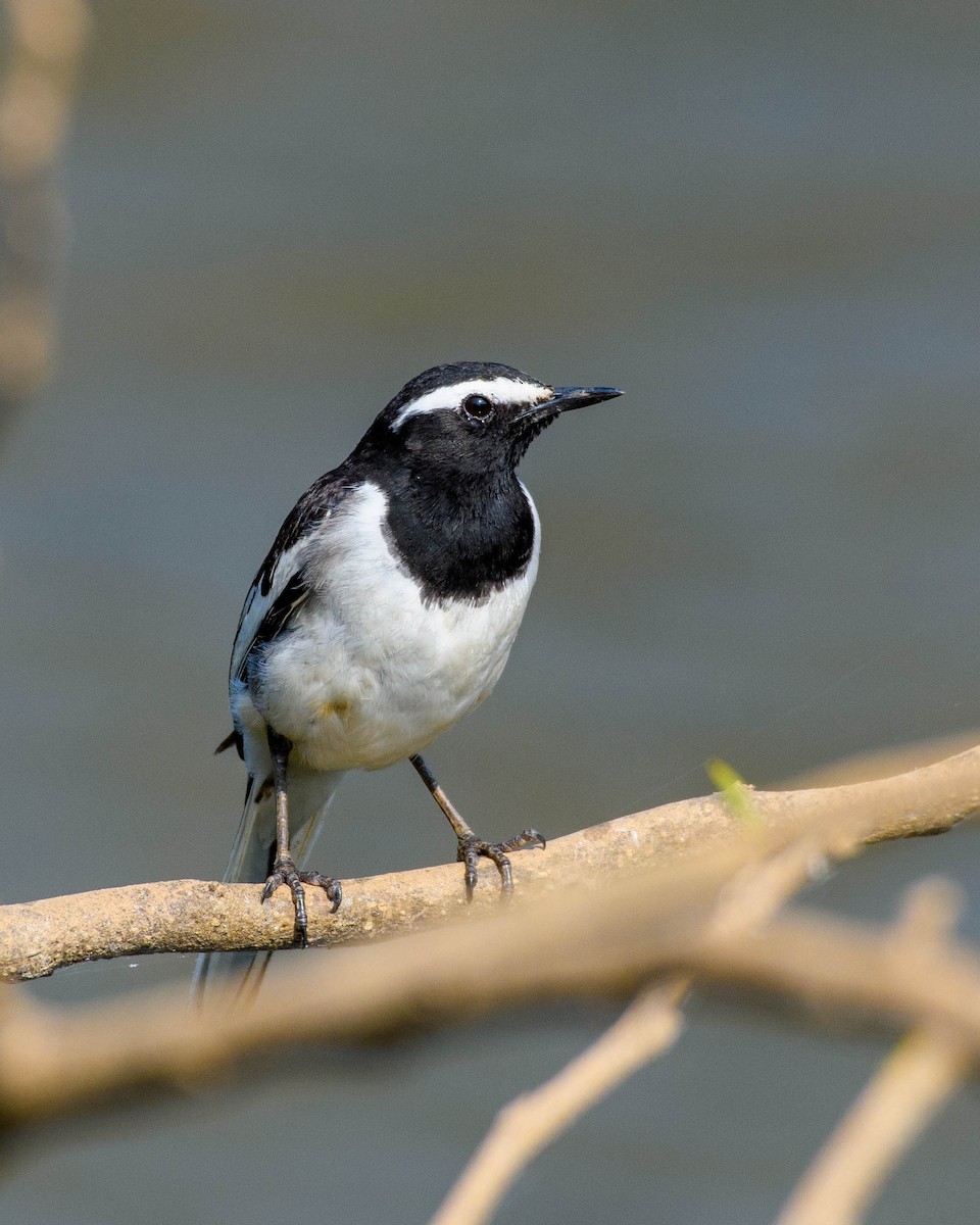 White-browed Wagtail - ML407543431