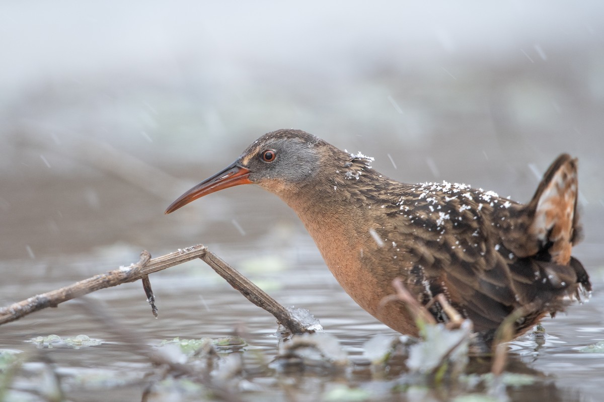 Virginia Rail - ML407544301