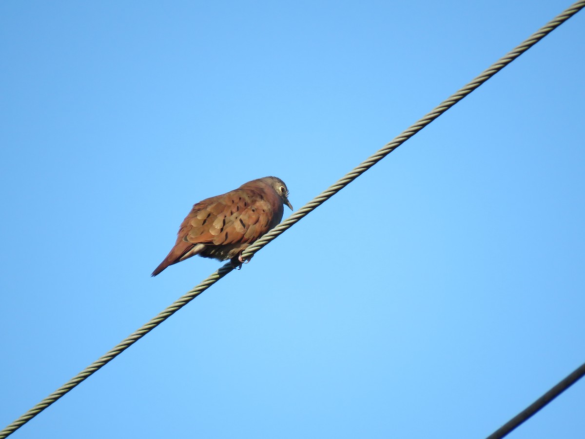 Ruddy Ground Dove - ML407544601