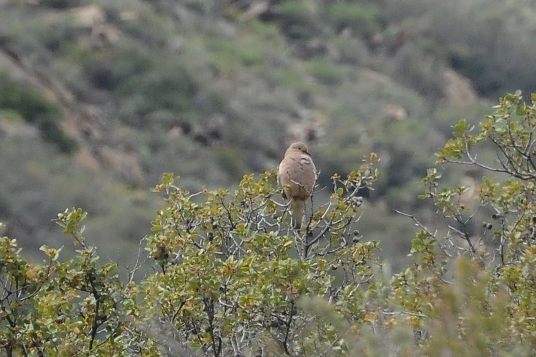 Mourning Dove - John Doty