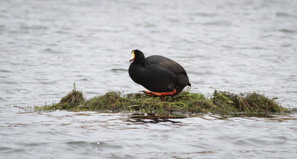 Giant Coot - Ian Davies