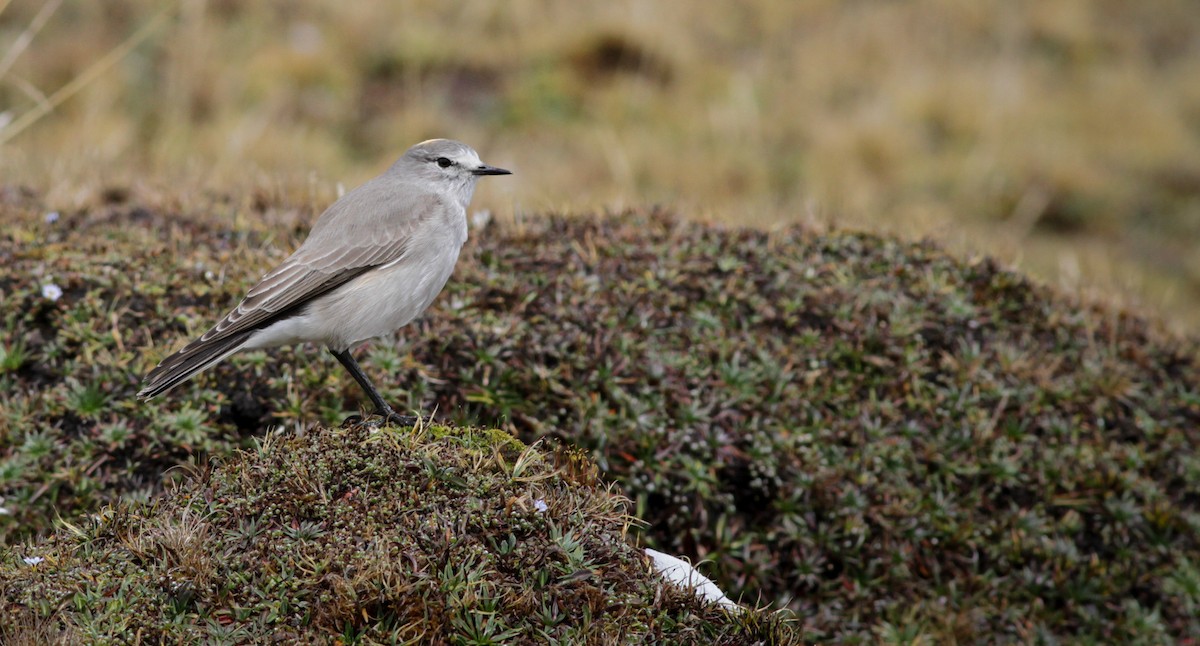 Ochre-naped Ground-Tyrant - Ian Davies