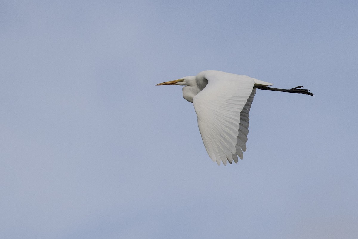 Great Egret - ML40754841