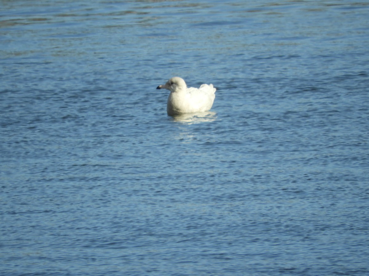 Glaucous Gull - ML407549491