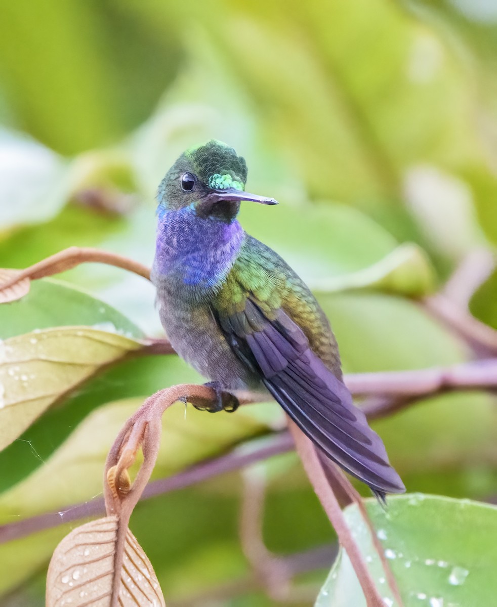 Charming Hummingbird - Larry Master