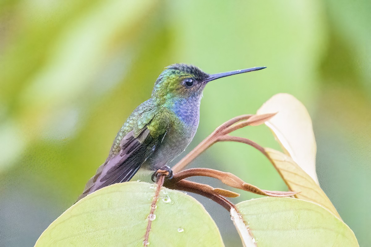 Charming Hummingbird - Larry Master