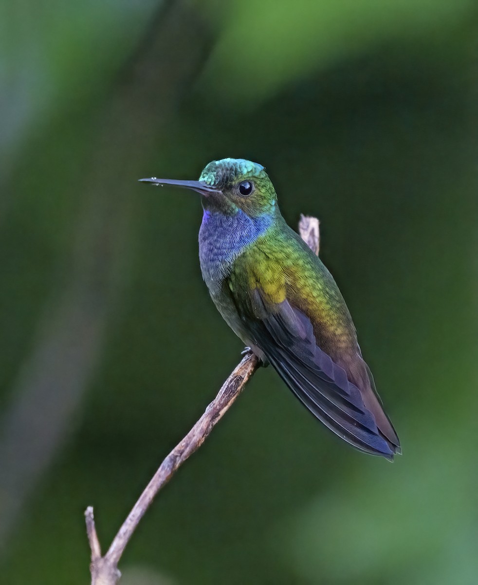 Charming Hummingbird - Larry Master