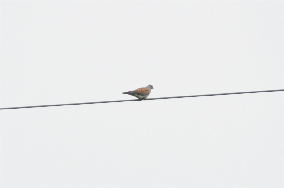 European Turtle-Dove - ML407552341