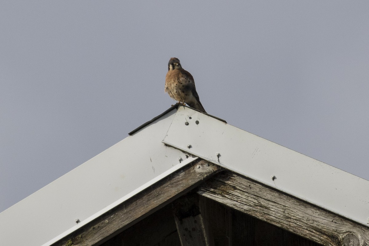 American Kestrel - ML40755351