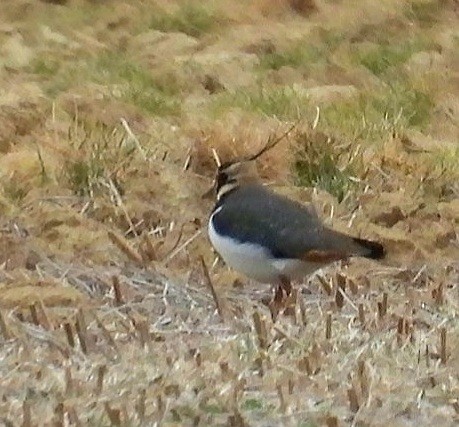 Northern Lapwing - Donna Ortuso