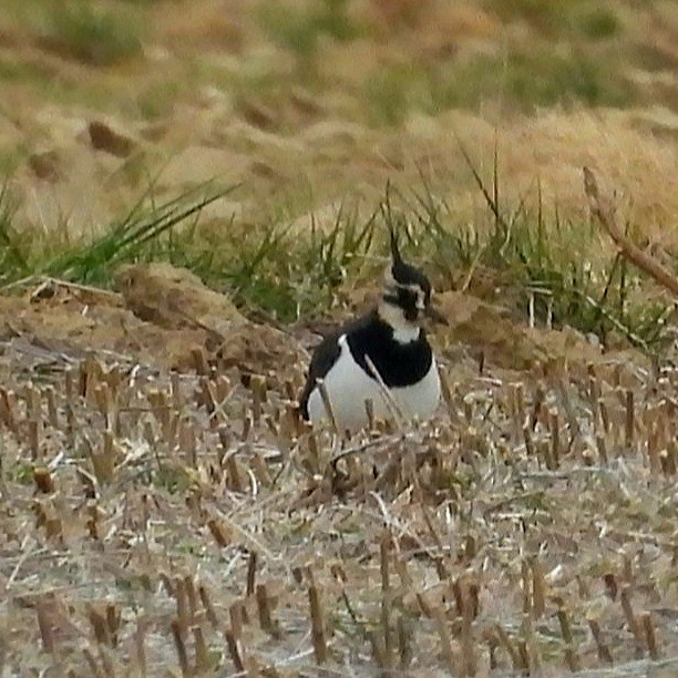 Northern Lapwing - Donna Ortuso