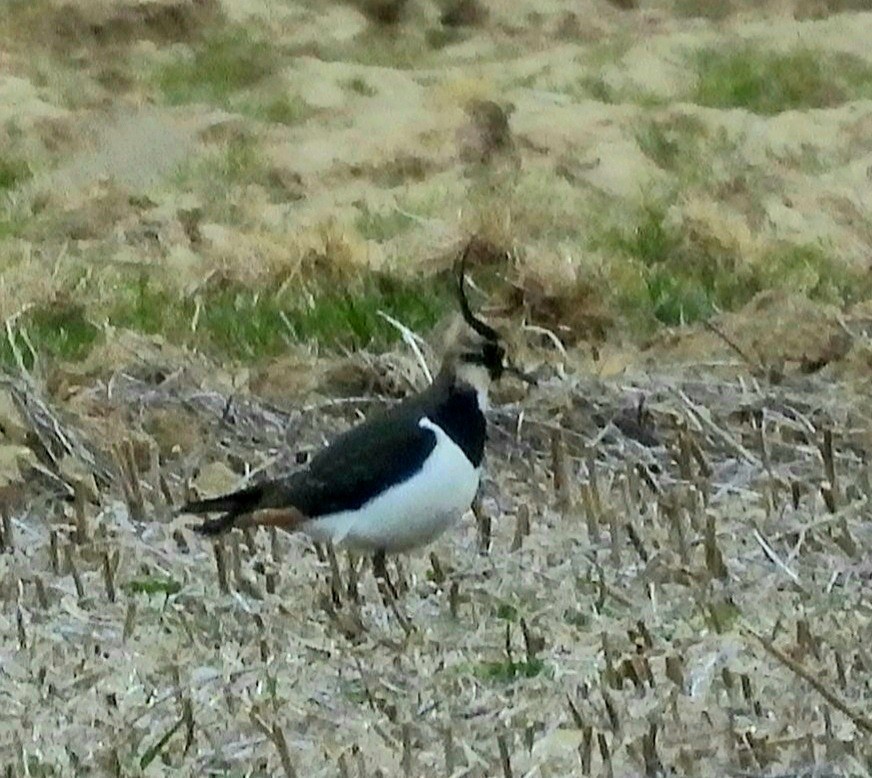 Northern Lapwing - Donna Ortuso