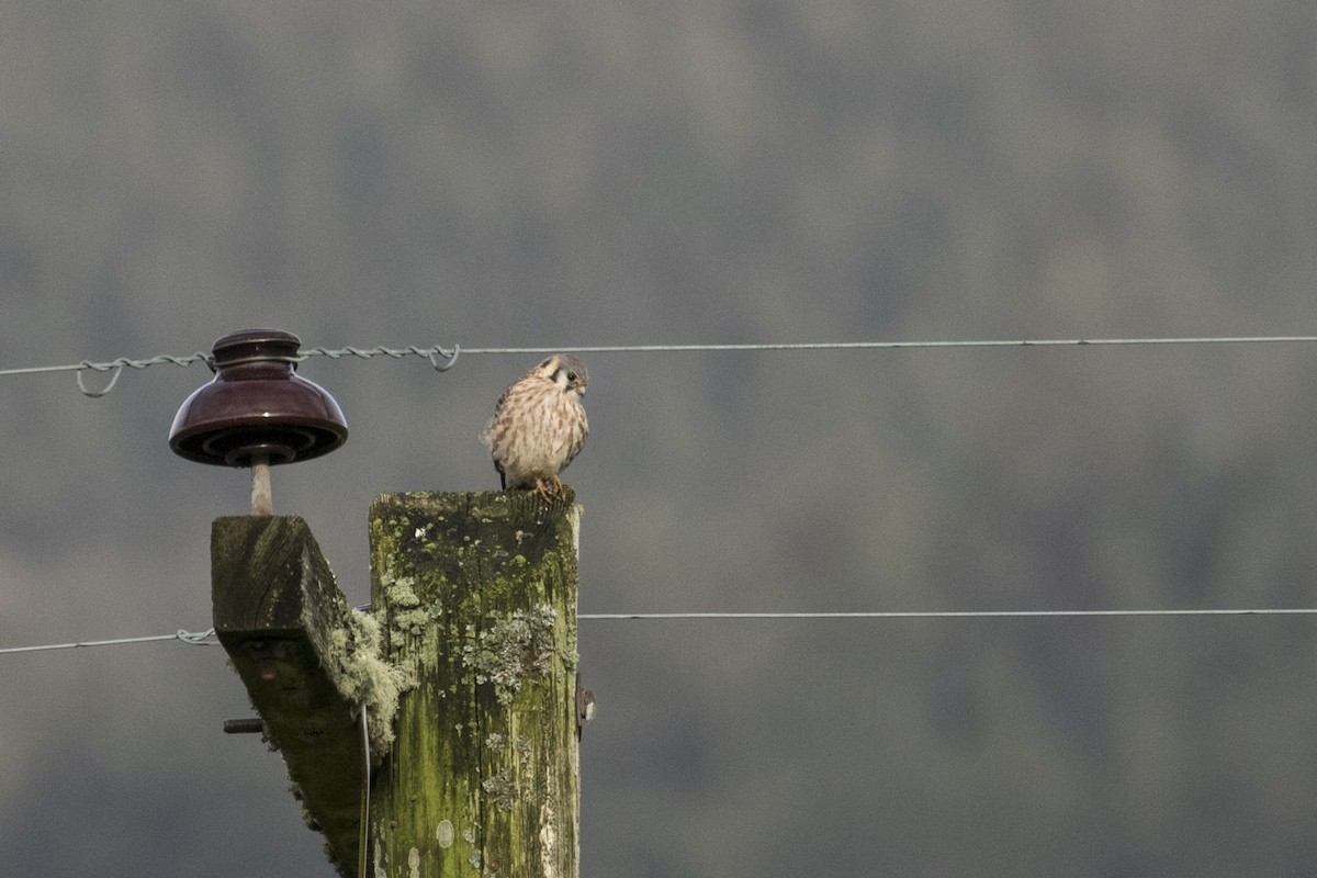 American Kestrel - ML40755571