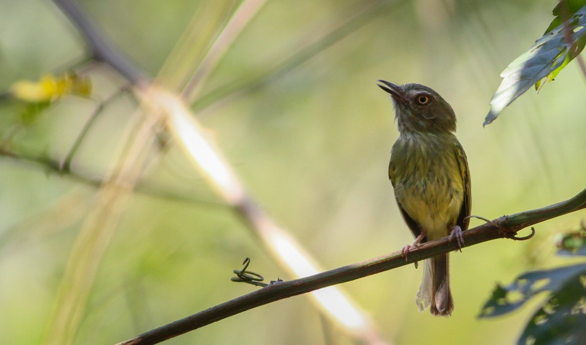 Johannes's Tody-Tyrant - Ian Davies