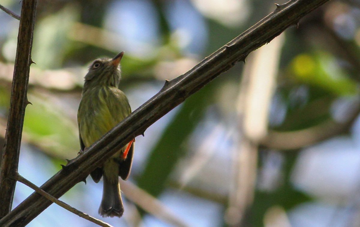 Johannes's Tody-Tyrant - Ian Davies