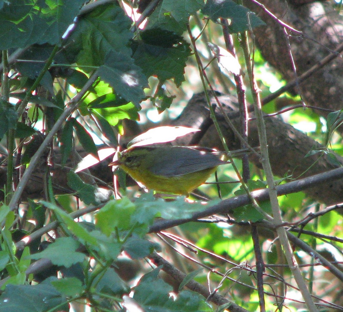 Golden-crowned Warbler - Diane Pettey