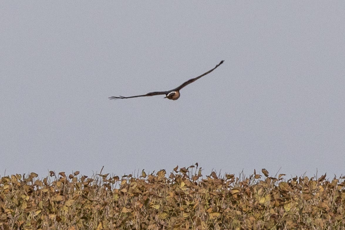 Northern Harrier - ML407557911