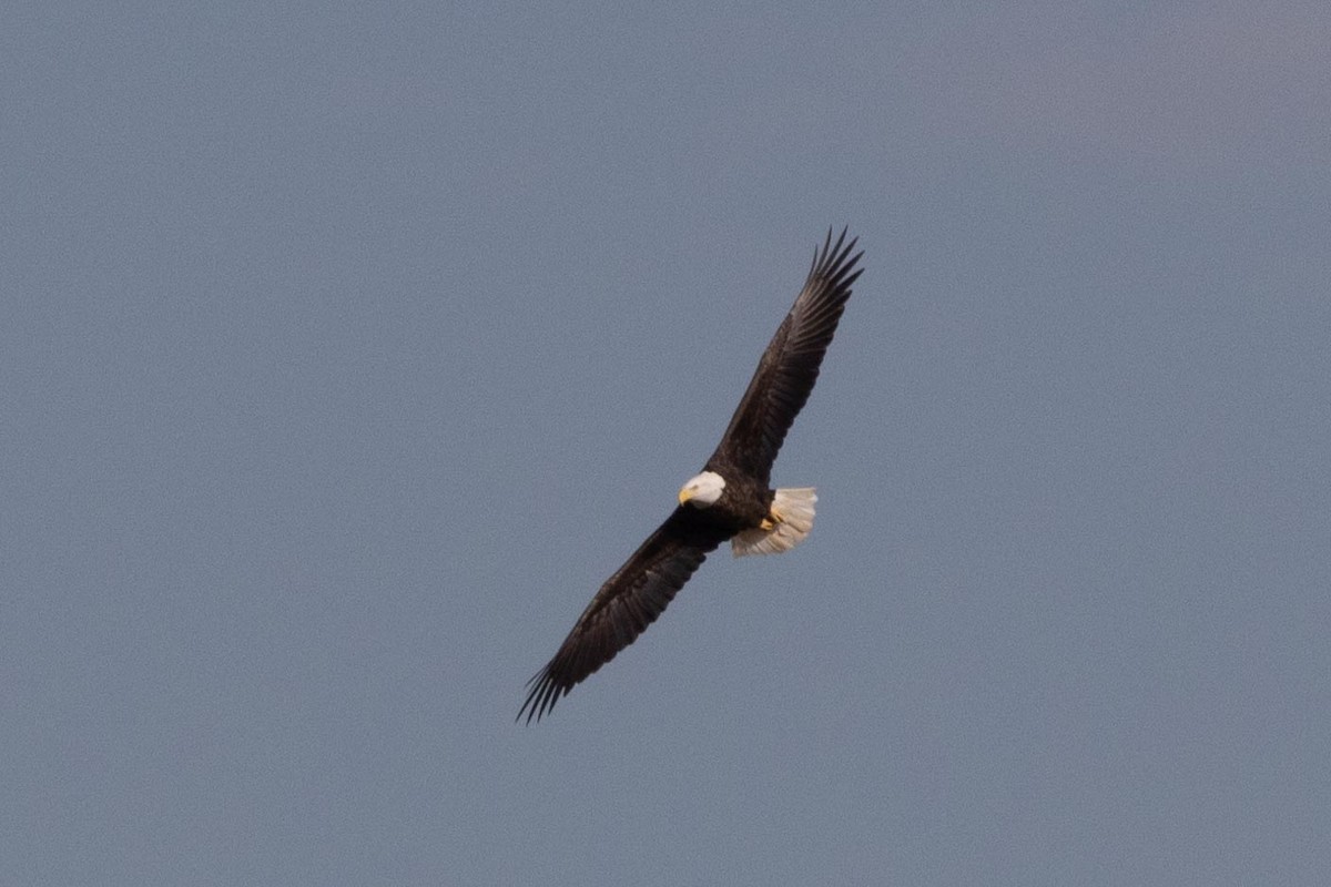 Bald Eagle - ML407558011