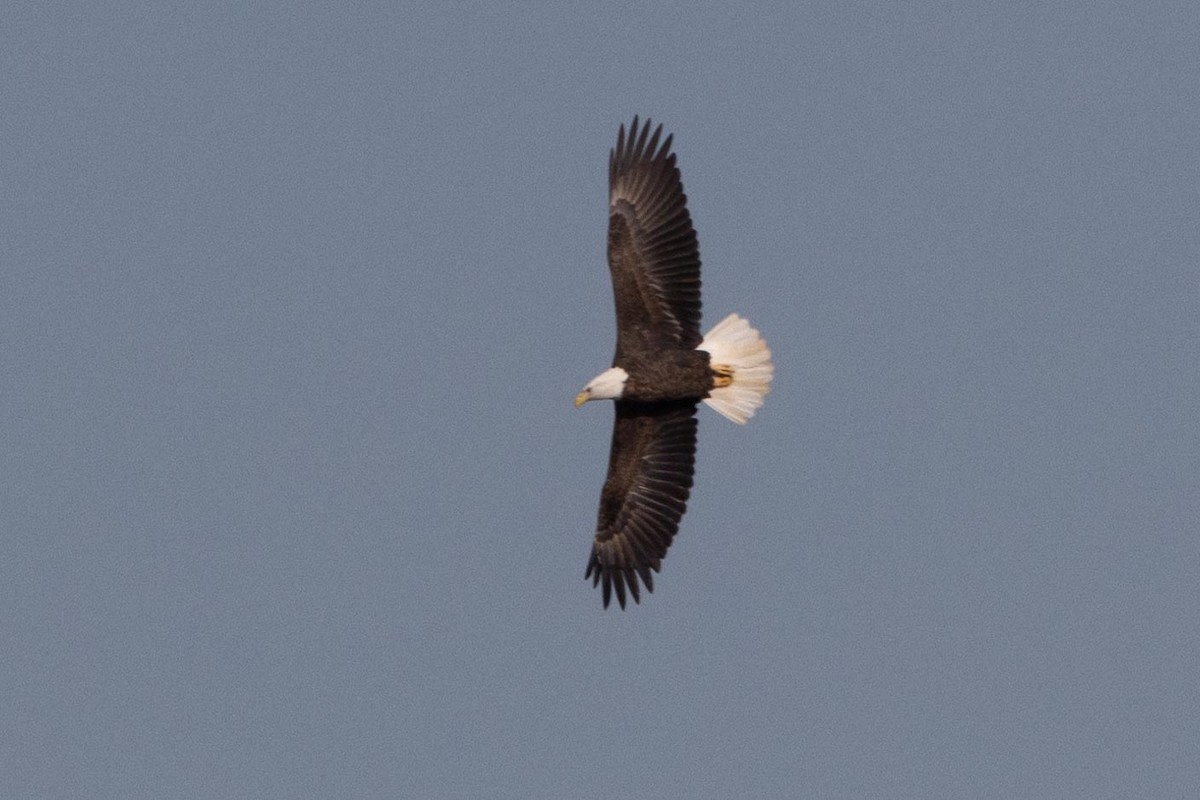 Weißkopf-Seeadler - ML407558041