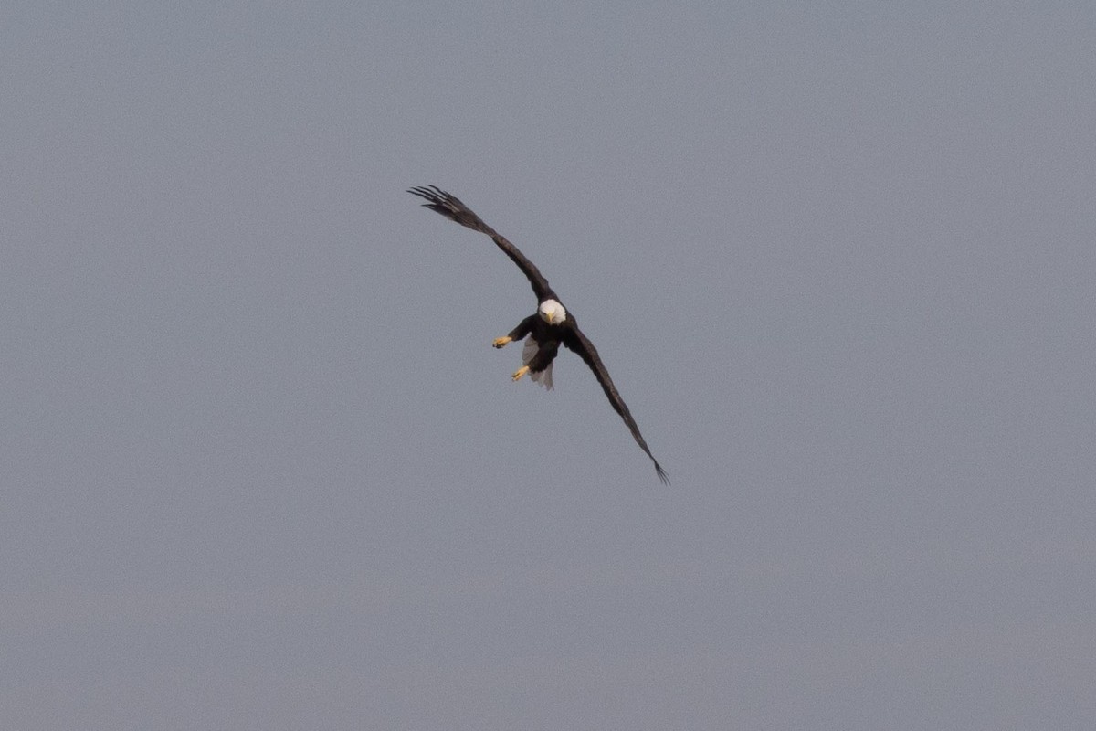 Bald Eagle - ML407558051