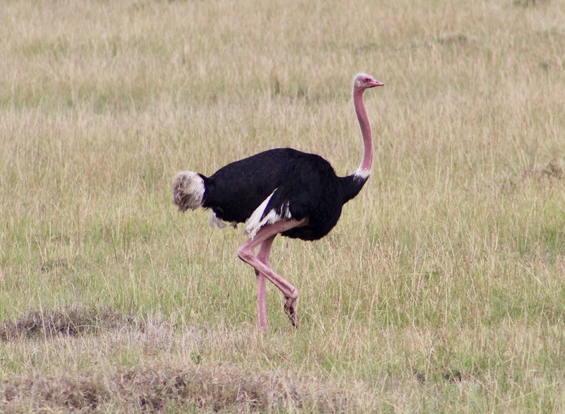 Common Ostrich - ML407558681