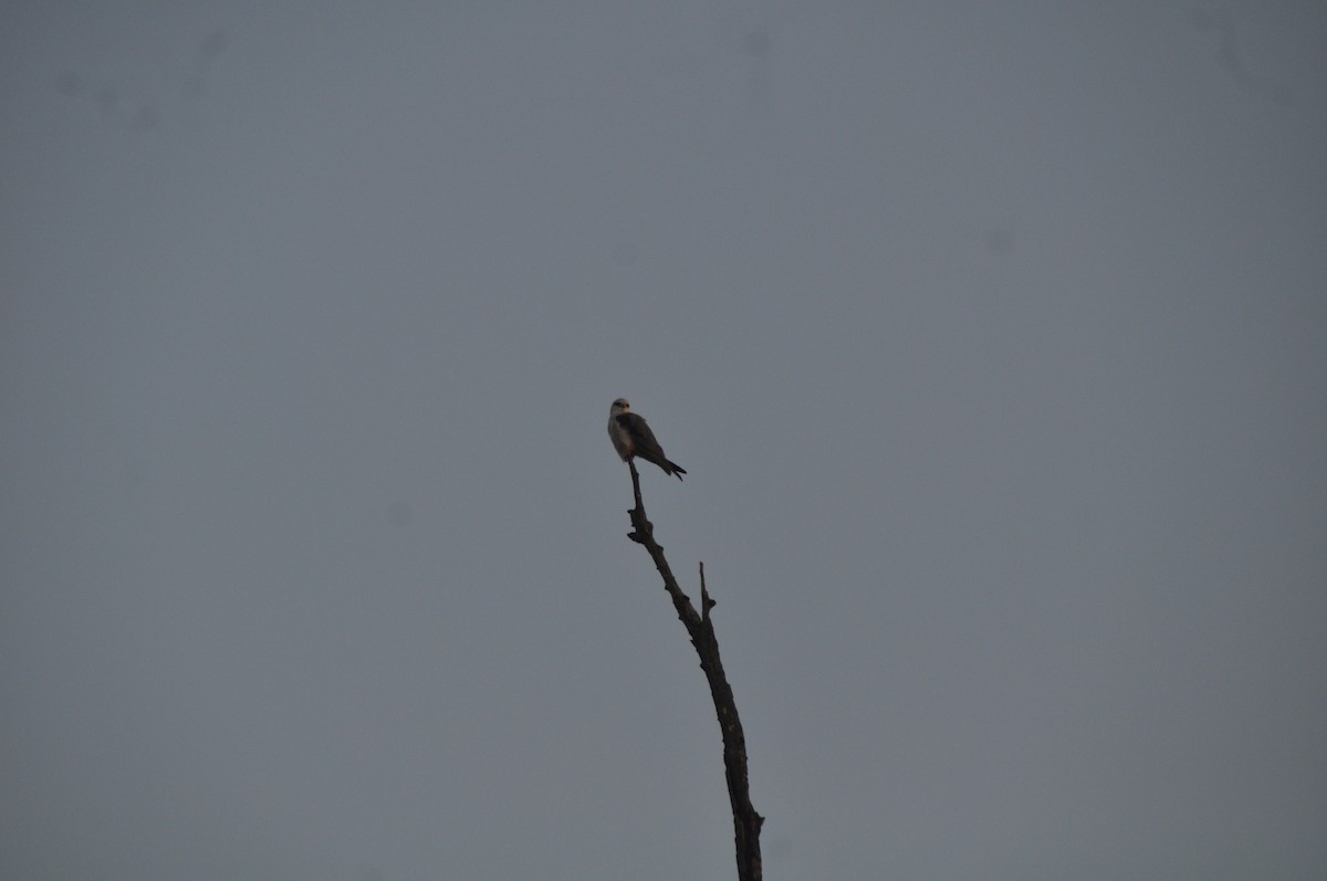 Black-winged Kite - ML407558691