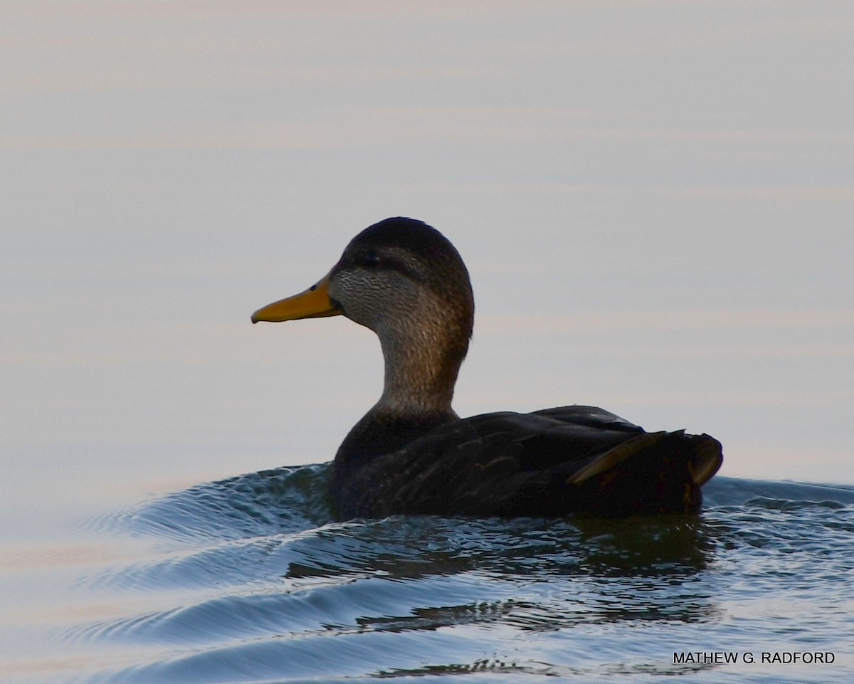 American Black Duck - ML407560491