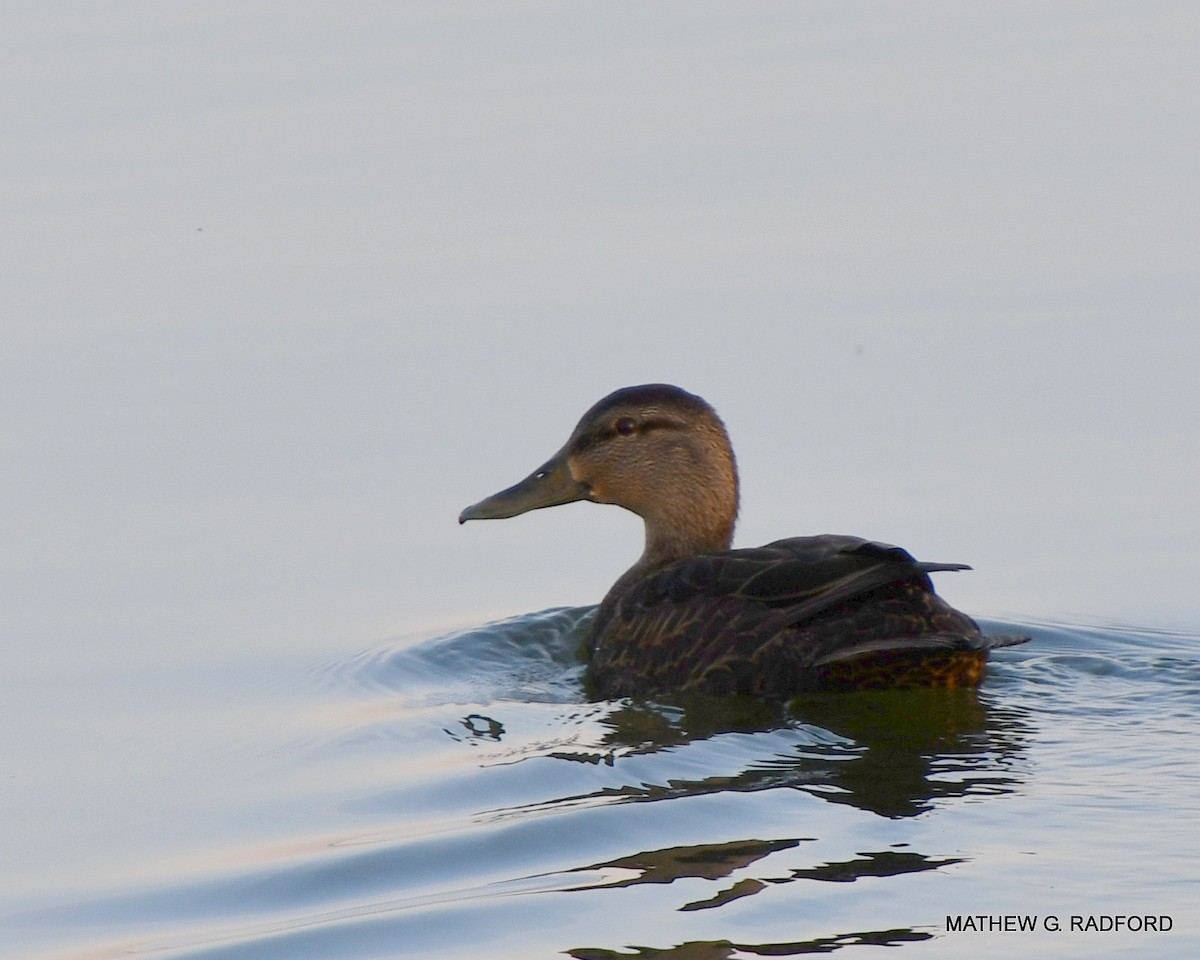 American Black Duck - ML407560511