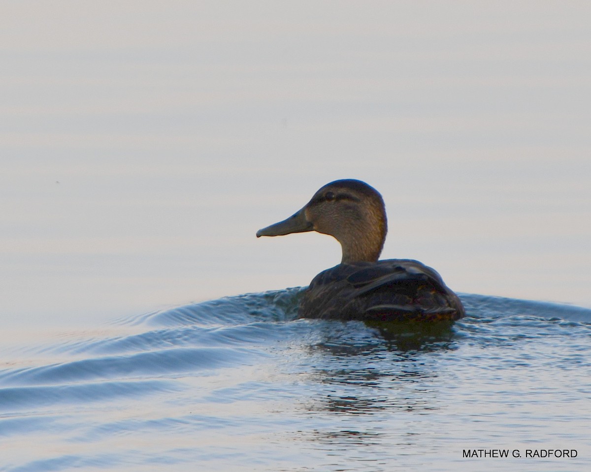 American Black Duck - ML407560521