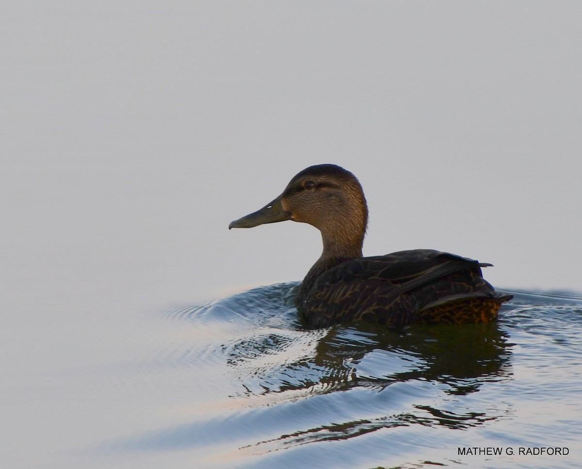 American Black Duck - ML407560531