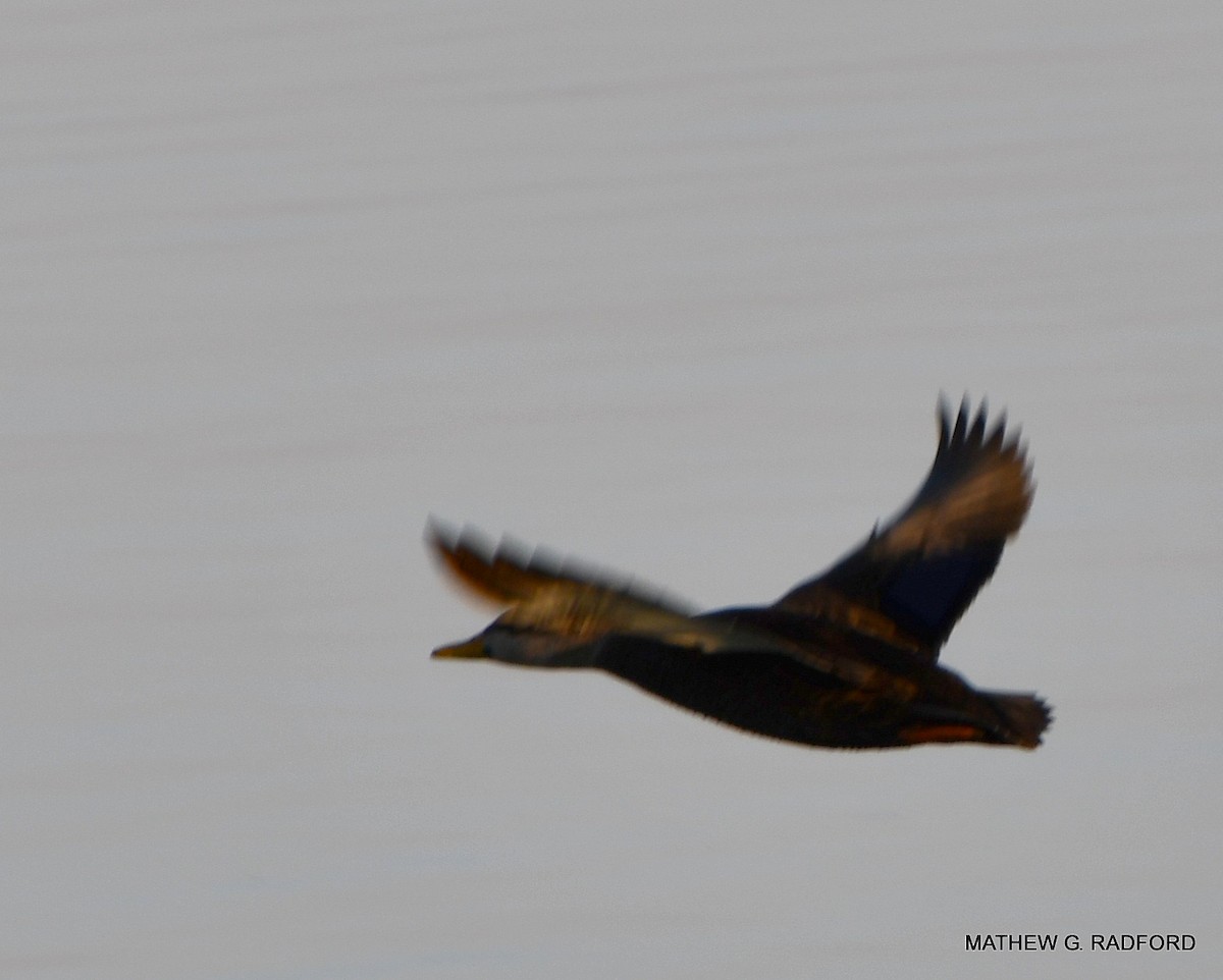 American Black Duck - ML407560541