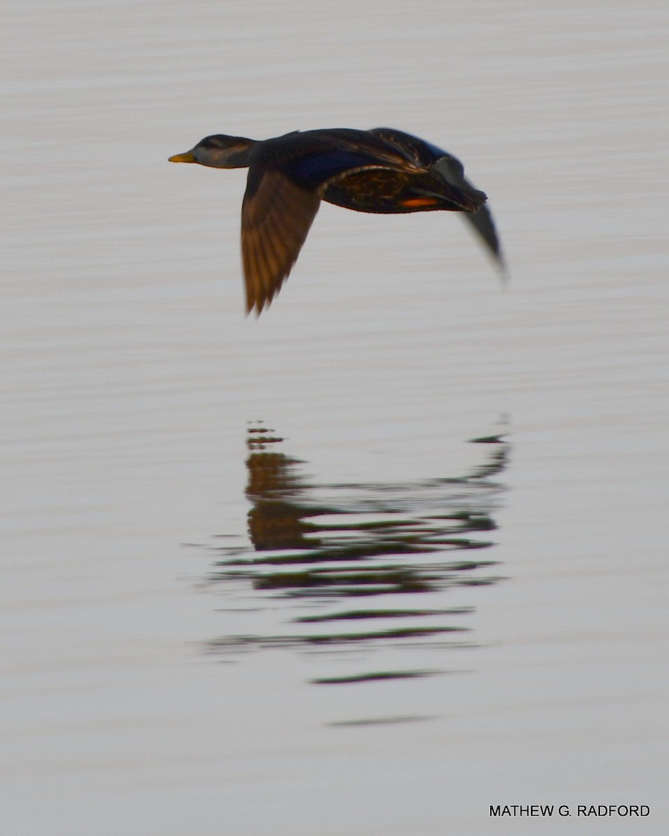 American Black Duck - ML407560551