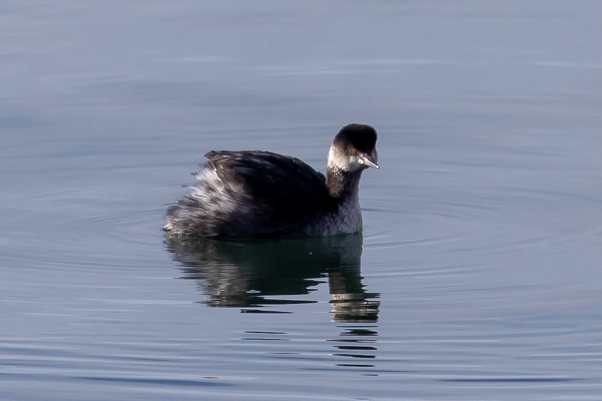 Eared Grebe - ML407560781