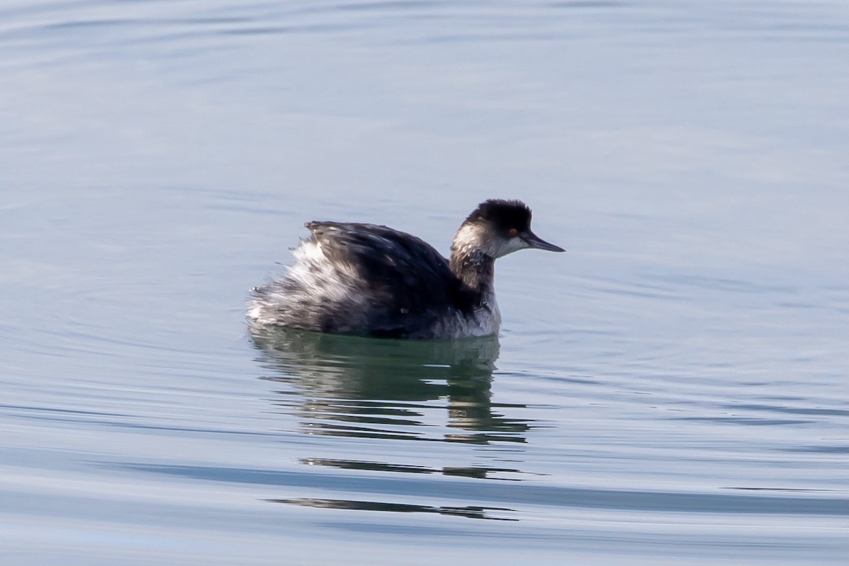 Eared Grebe - ML407560791