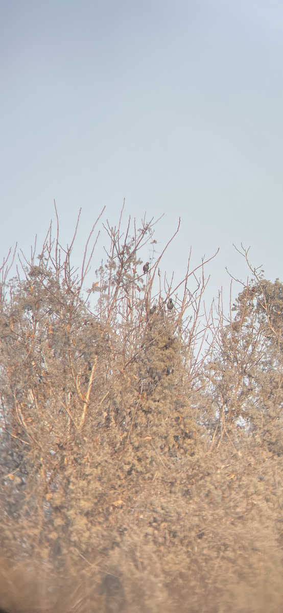 Хар тодол - ML407561021