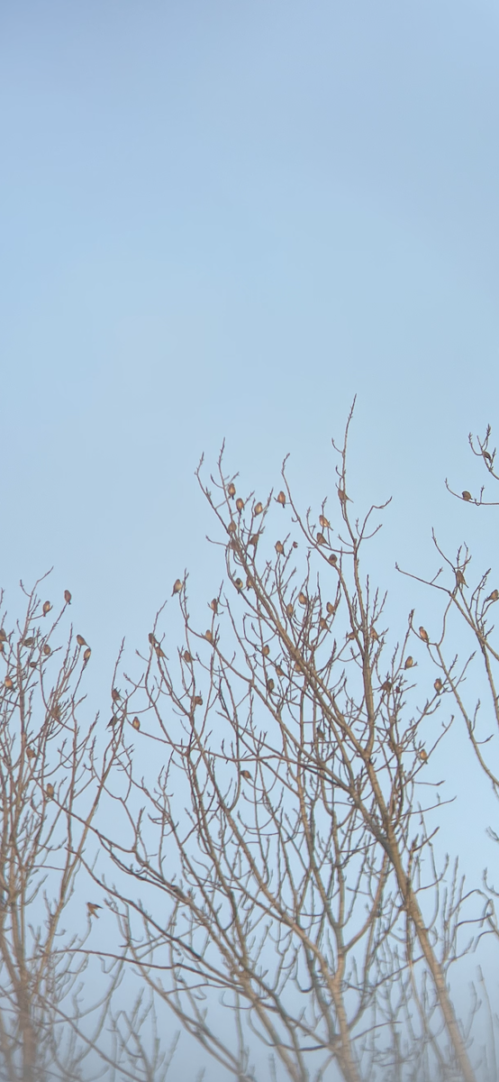 Алтан цэгцүүхэй - ML407561031