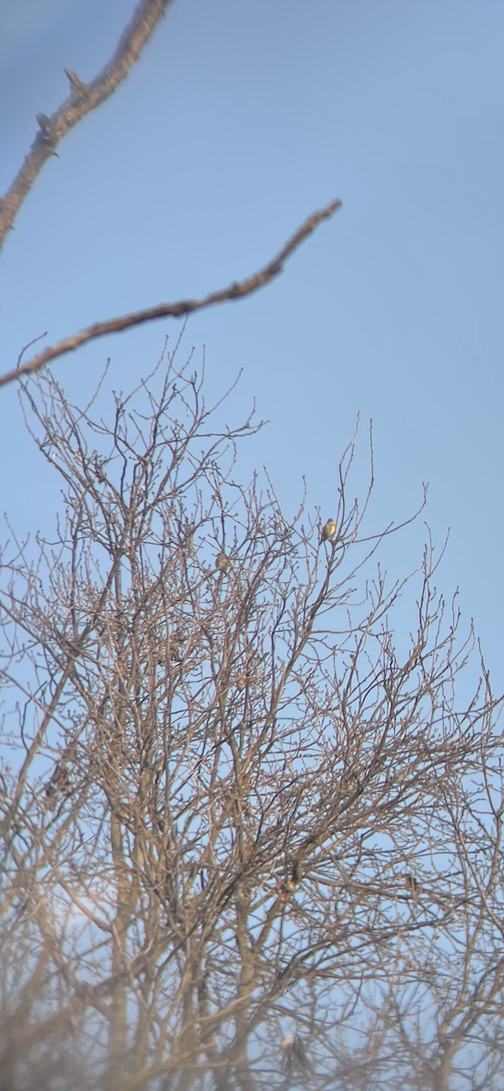 Алтан цэгцүүхэй - ML407561041