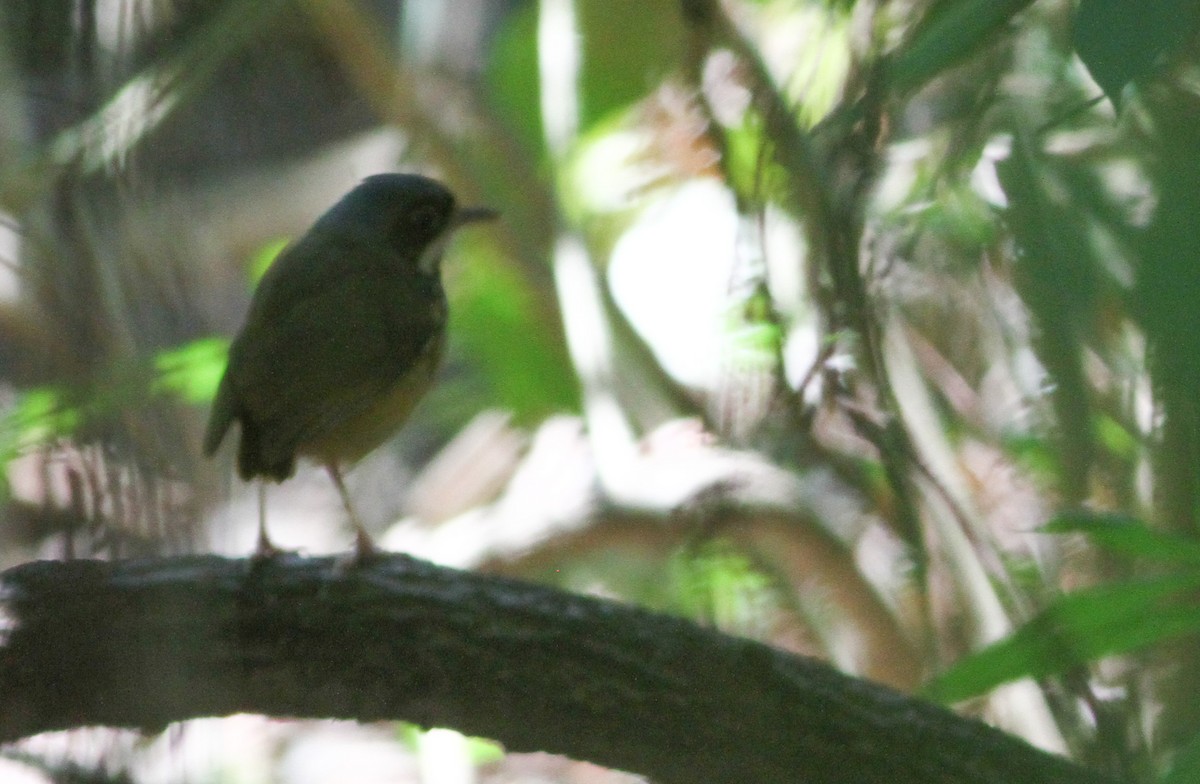 Masked Antpitta - Ian Davies