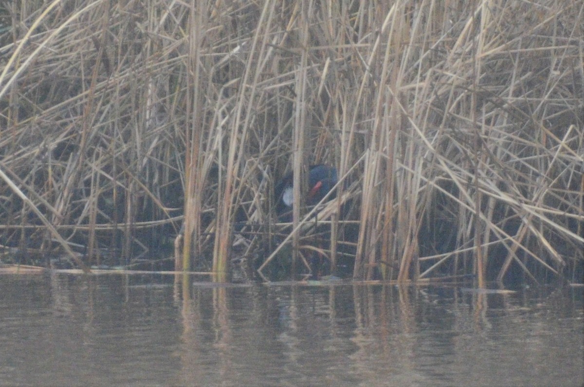 Western Swamphen - Christiaan Trommel