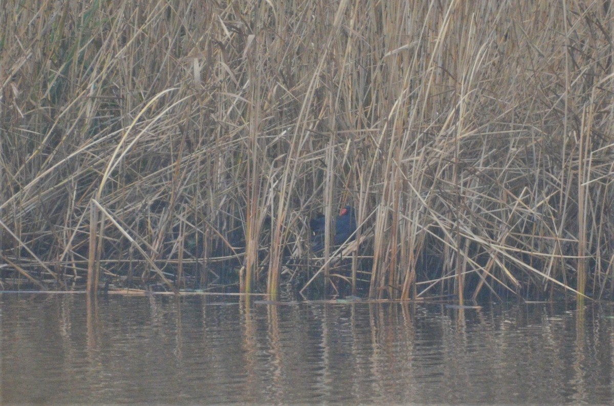 Western Swamphen - ML407561651