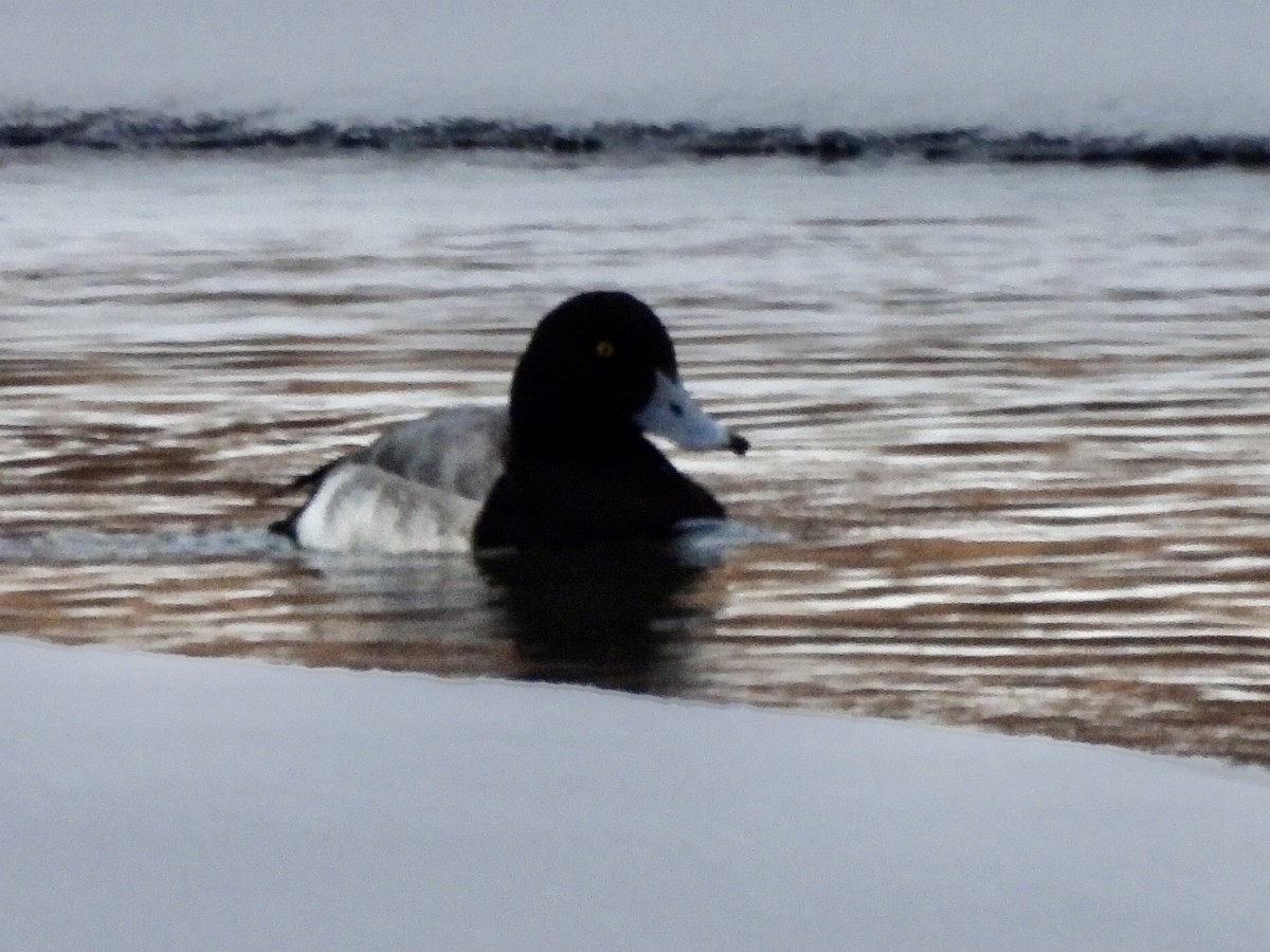 Greater Scaup - ML407562171