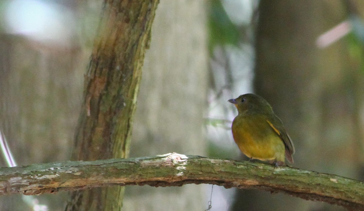 Band-tailed Manakin - ML40756401